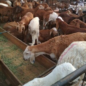 qurbani services for hajj