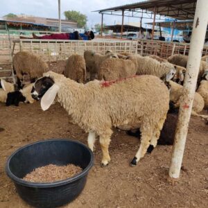 qurbani services in makkah
